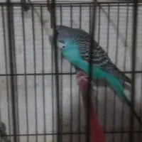 معاوضه ی مرغ عشق های نر تضمینی