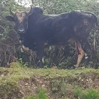 گاو نر محلی (ورزا)