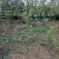 فروش-یا-معاوظه-زمین-با-خودرو