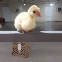پرورش بوقلمون