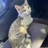 گربه DSH|گربه|اهواز, کوروش|دیوار