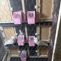 کبوتر جفتگاه طوقی چپ سار سرور کله کلاغ