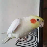 عروس هلندی گمشده