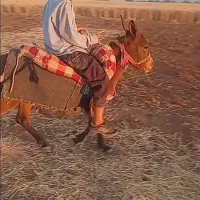 قاطر|اسب و تجهیزات اسب‌سواری|الشتر, |دیوار