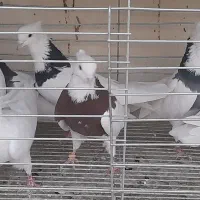 طوقی نر|پرنده|مبارکه, |دیوار