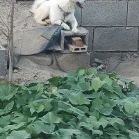 سگ پاکوتاه شتینزو پامر|سگ|چابهار, |دیوار