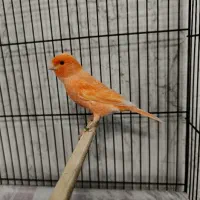 قناری نرمستخون ماده اماده|پرنده|مشهد, چهنو|دیوار