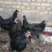 مرغ کرمانشاهی دو ساله