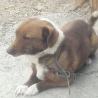 پاکوتاه|سگ|بیجار, |دیوار