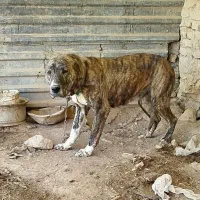 ماده افغان اصیل|سگ|سمنان, |دیوار