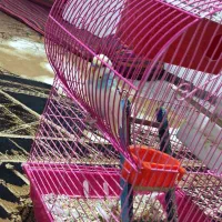 مرغ عشق مولد|پرنده|سقز, |دیوار