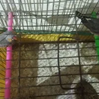 فنچ جفت باقفس