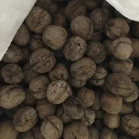 گردو تازه