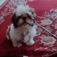 شیتزو سوپر فلت عروسکی