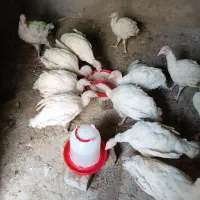 فروش جوجه بوقلمون 90روز