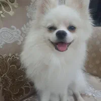 سگ پامرین|سگ|اشتهارد, |دیوار