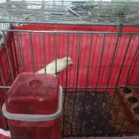 قناری ماده موزاییکی سفید