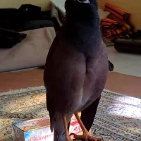 مرغ مینا سخنگو و اصیل با قفس