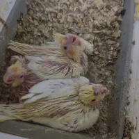 جوجه عروس هلندی|پرنده|فسا, |دیوار