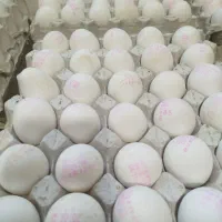 تخم مرغ وزن 11کیلو پرینت دار