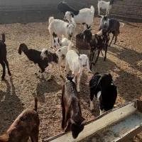 فروش بززایده