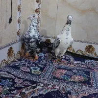 گلی بزک هر دو نر|پرنده|شیراز, شیخ علی چوپان|دیوار