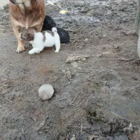 سگ پاکوتاه نگهبان|سگ|سیمین شهر, |دیوار