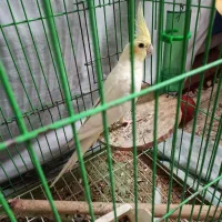 عروس هلندی نر|پرنده|الوند, |دیوار