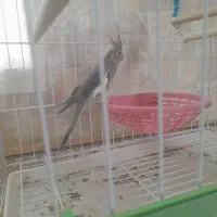 عروس هلندی ماده بسیار باهوش