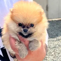 پامرانین تیکاپ خرسی پامر