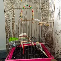 قفس ۱۰۳۳ بزرگ طلایی رنگ