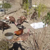 برقلمون|حیوانات مزرعه|بروجرد, |دیوار