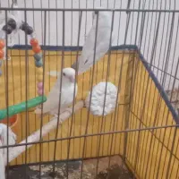 فروش سه پرنده بندرلنگه|پرنده|بندرلنگه, |دیوار