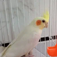 عروس هلندی نر