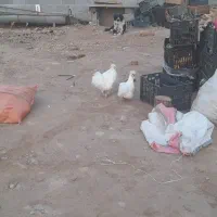 مرغ وخروس|حیوانات مزرعه|یزد, |دیوار