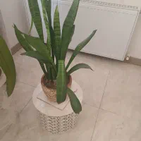 گل طبیعی|گل و گیاه طبیعی|کرج, شاهین‌ویلا|دیوار