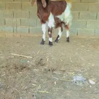 دو عدد بز پاکستانی آبستن