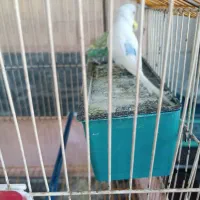 مرغ عشق نر و ماده