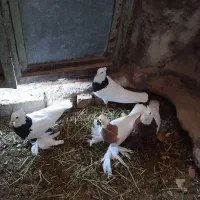 چهارعددطوقی عطیقه