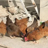 مرغ|حیوانات مزرعه|اندیشه, اندیشه فاز ۲|دیوار