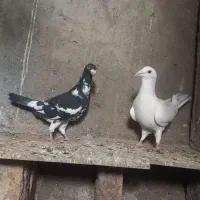 کبوتر پلاکی|پرنده|زرندیه, |دیوار