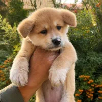 جاپانیز آکیتا درجه یک با شجره اصالت
