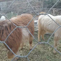 فروش دوتا چپش یه گیسه