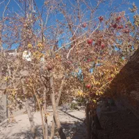 پیاز گل نرگس