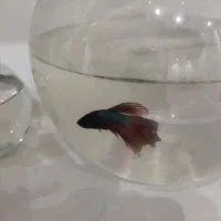 ماهی فایتر نر و ماده|ماهی|نوشهر, |دیوار