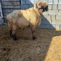 شیک قوچ بختیاری