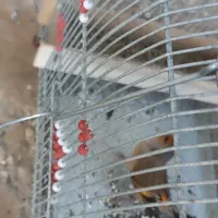 سره قناری جوجه سال