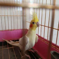 عروس هلندی نر|پرنده|میانه, |دیوار