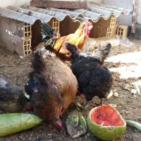 مرغ وخروس
