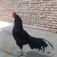 خروس میانوالی